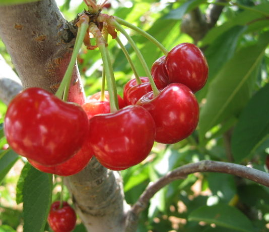 Ciliegio nano 1129 0 Ciliegio nano.JPG